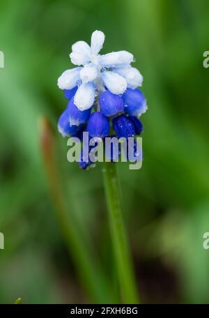 Nahaufnahme der schönen Muscari aucheri 'Mount Hood Blumen mit Wassertropfen im Frühling, Traubenhyazinthe. Stockfoto
