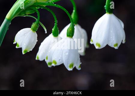 Blühende Schneeflockenblumen mit Wassertropfen vor dunklem Hintergrund im Frühling, Nahaufnahme, Schneeflockenblume, Wassertropfen, Regentropfen Stockfoto