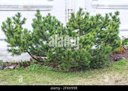 Großer Kiefernbusch wächst in der Nähe des alten Gebäudes im Frühjahr Tag Stockfoto