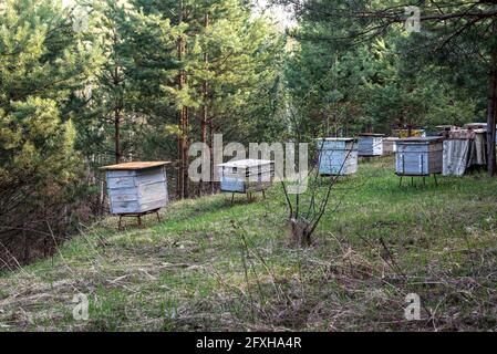 Bienenhaus mit hölzernen Bienenstöcken auf einem grünen Hügel im Kiefernwald Stockfoto