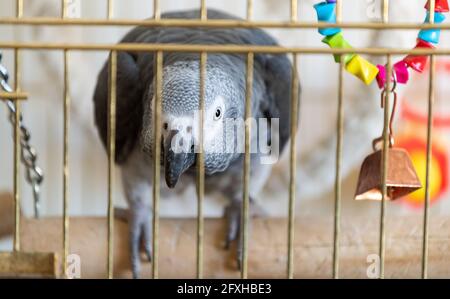 Großer grauer Papagei der Jaco-Rasse in einem Käfig. Stockfoto