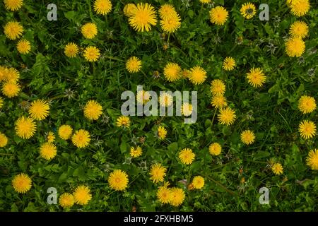 Viele gelbe Blüten von Dandelion (Taraxacum officinale) auf einer grünen Wiese. Foto mit natürlichem, weichem Licht. Stockfoto