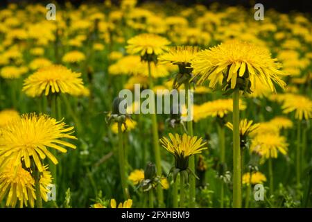 Viele gelbe Blüten von Dandelion (Taraxacum officinale) auf einer grünen Wiese. Foto mit natürlichem, weichem Licht. Stockfoto