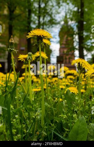 Viele gelbe Blüten von Dandelion (Taraxacum officinale) auf einer grünen Wiese. Foto mit natürlichem, weichem Licht. Stockfoto