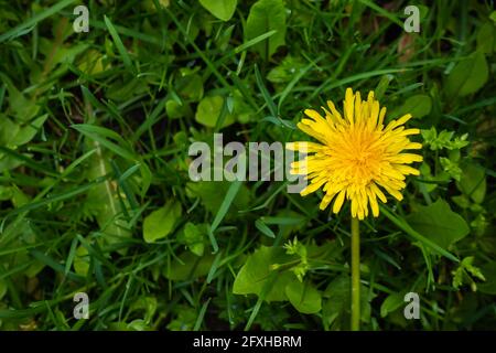 Einzelne gelbe Blume von Löchenkraut (Taraxacum officinale) auf einer grünen Wiese. Foto mit natürlichem, weichem Licht. Stockfoto