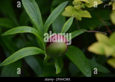 Paeonia Officinalis Rubra Plena, rein schöner und friedlicher Blumenraum Stockfoto