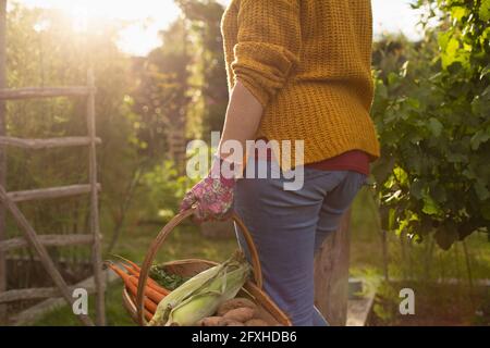 Frau erntet frisches Gemüse im sonnigen Sommergarten Stockfoto