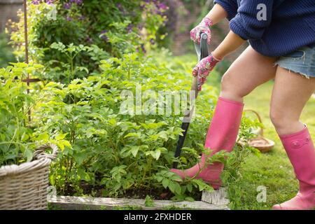 Frau mit Schaufel graben Pflanzen im Gemüsegarten Stockfoto