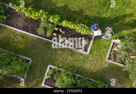 Blick von oben paar tendenziell zu Hochbett Gemüsegarten Stockfoto