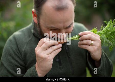 Nahaufnahme Mann riecht frisch geerntete Karotte, Stockfoto