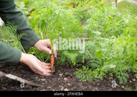 Nahaufnahme Mann erntet Baby Karotte im Gemüsegarten Stockfoto