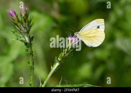 Italien, Lombardei, Land in der Nähe von Crema großer weißer Schmetterling, Pieris brassicae, auf einem Carduus Stockfoto