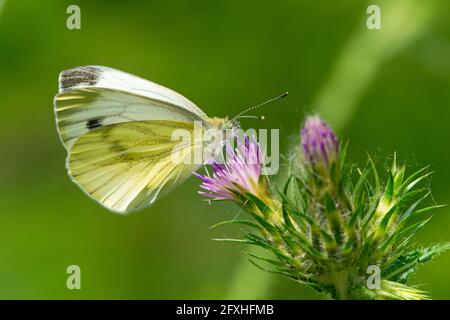 Italien, Lombardei, Land in der Nähe von Crema großer weißer Schmetterling, Pieris brassicae, auf einem Carduus Stockfoto