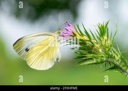Italien, Lombardei, Land in der Nähe von Crema großer weißer Schmetterling, Pieris brassicae, auf einem Carduus Stockfoto