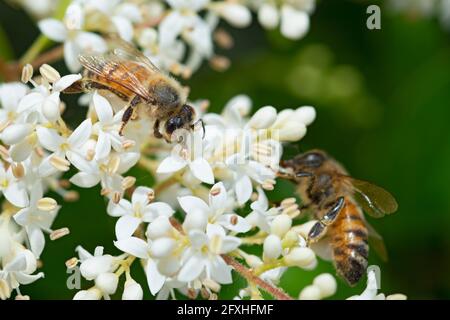 Bienensammlungs-Pollen auf Privet Ligustrum Vulgare Blossom Stockfoto