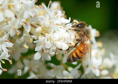 Bienensammlungs-Pollen auf Privet Ligustrum Vulgare Blossom Stockfoto