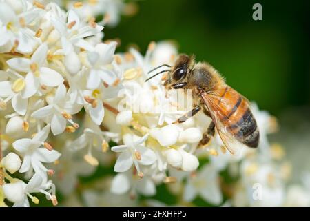 Bienensammlungs-Pollen auf Privet Ligustrum Vulgare Blossom Stockfoto