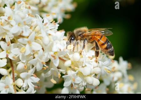 Bienensammlungs-Pollen auf Privet Ligustrum Vulgare Blossom Stockfoto