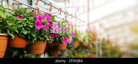 petunia Blumentöpfe hängen in Ziergarten Pflanzen Shop. Banner Kopie Raum Stockfoto