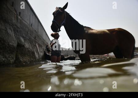 Bahar Ic Caghaq. Mai 2021. Ein Rennpferd wird am 26. Mai 2021 in der Stadt Bahar IC-Caghaq, Malta, zum Schwimmen im Meer trainiert. Quelle: Jonathan Borg/Xinhua/Alamy Live News Stockfoto