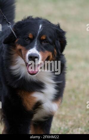 Berner Sennenhund im Hundeschauring Stockfoto