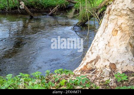 Foto von Baum zerbissen durch Biber über den Fluss Stockfoto