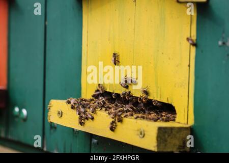 Niedliche bunte Bienenhaus Holzbehälter in der Vojvodina in Serbien Stockfoto