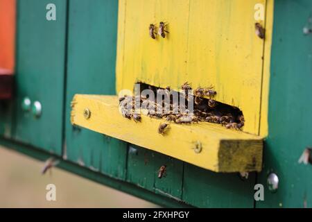 Niedliche bunte Bienenhaus Holzbehälter in der Vojvodina in Serbien Stockfoto