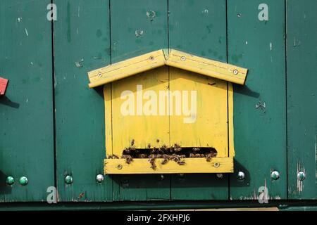 Niedliche bunte Bienenhaus Holzbehälter in der Vojvodina in Serbien Stockfoto