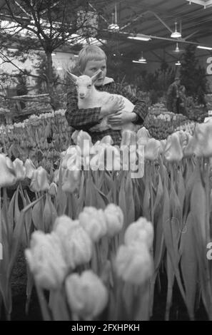 Westfriesische Flora in Bovenkarspel, Frühling auf der Messe, 21. Februar 1961, Frühling, Niederlande, 20. Jahrhundert Presseagentur Foto, Nachrichten zu erinnern, Dokumentarfilm, historische Fotografie 1945-1990, visuelle Geschichten, Menschliche Geschichte des zwanzigsten Jahrhunderts, Momente in der Zeit festzuhalten Stockfoto