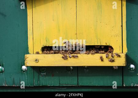 Niedliche bunte Bienenhaus Holzbehälter in der Vojvodina in Serbien Stockfoto