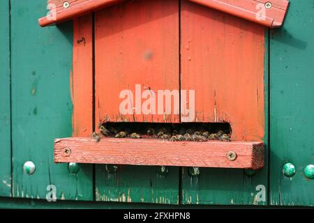 Niedliche bunte Bienenhaus Holzbehälter in der Vojvodina in Serbien Stockfoto