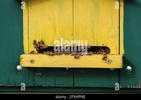 Niedliche bunte Bienenhaus Holzbehälter in der Vojvodina in Serbien Stockfoto