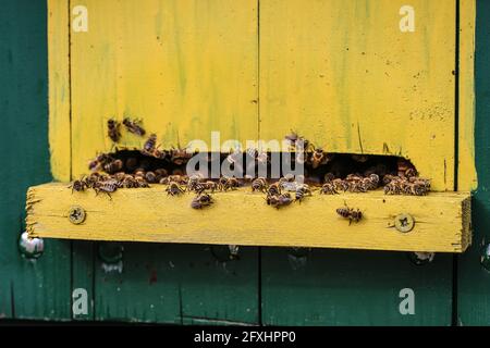 Niedliche bunte Bienenhaus Holzbehälter in der Vojvodina in Serbien Stockfoto