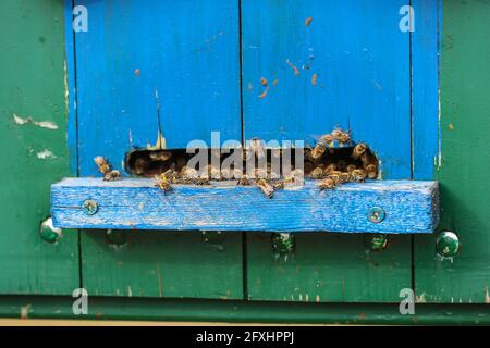 Niedliche bunte Bienenhaus Holzbehälter in der Vojvodina in Serbien Stockfoto