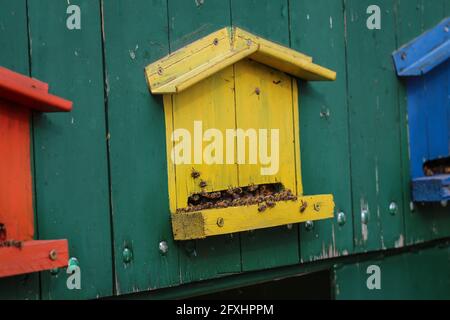 Niedliche bunte Bienenhaus Holzbehälter in der Vojvodina in Serbien Stockfoto