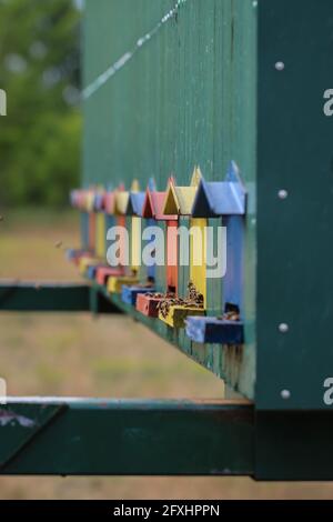 Niedliche bunte Bienenhaus Holzbehälter in der Vojvodina in Serbien Stockfoto