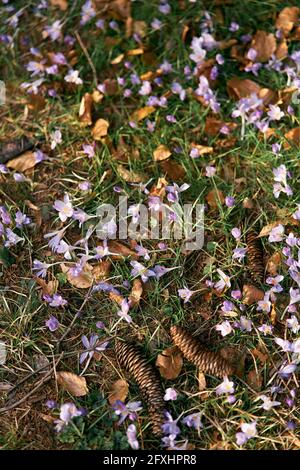Tannenzapfen liegen auf dem grünen Gras zwischen den lila blühenden Wildblumen und gefallenen trockenen Blättern. Nahaufnahme Stockfoto