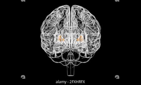 Hirnglebus pallidus Anatomie für medizinisches Konzept 3D Illustration Stockfoto