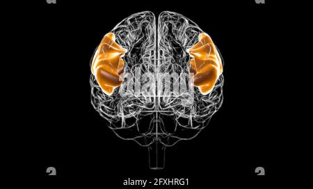 Gehirn inferior frontaler Gyrus Anatomie für Medical Concept 3D Illustration Stockfoto