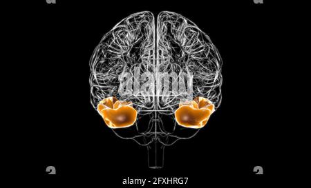 Gehirn inferior temporal Gyrus Anatomy for Medical Concept 3D Illustration Stockfoto