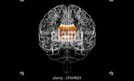 Gehirn Corpus callosum Anatomie für medizinisches Konzept 3D Illustration Stockfoto