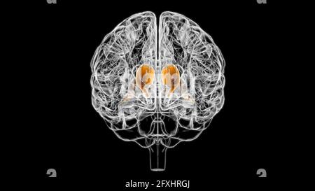 Hirnkauz Nucleus Anatomie für medizinisches Konzept 3D Illustration Stockfoto
