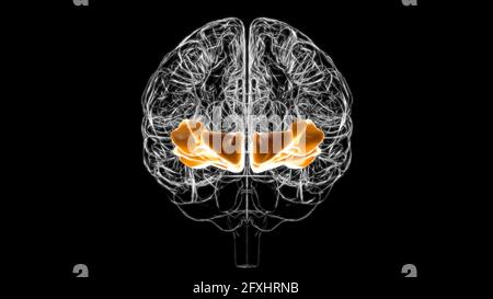 Gehirn Orbital Gyrus Anatomy for Medical Concept 3D Illustration Stockfoto