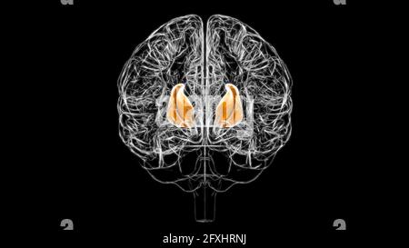 Gehirn interne Kapsel Anatomie für Medical Concept 3D Illustration Stockfoto