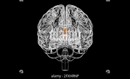 Hirnseptum der Telencephin-Anatomie für medizinisches Konzept 3D-Illustration Stockfoto