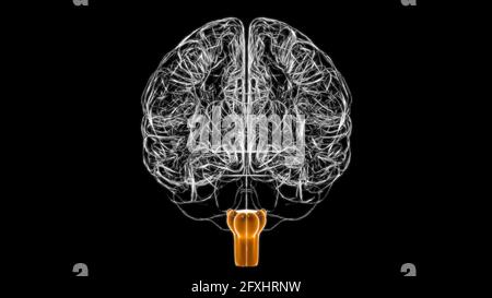 Gehirn Medulla oblongata Anatomie für medizinisches Konzept 3D Illustration Stockfoto