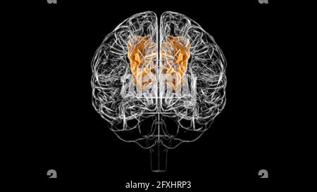 Gehirn überlegene parietale Anatomie für medizinisches Konzept 3D Illustration Stockfoto