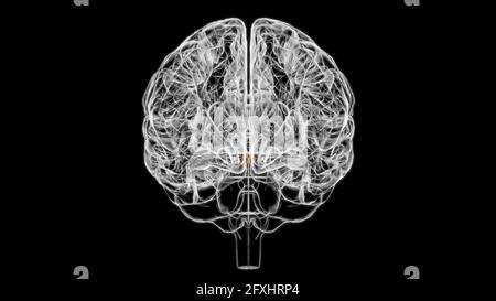 Gehirn Mammillary Body Anatomy for Medical Concept 3D Illustration Stockfoto