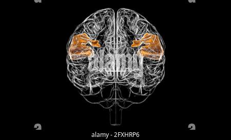 Gehirn supramarginale Gyrus Anatomie für Medical Concept 3D Illustration Stockfoto